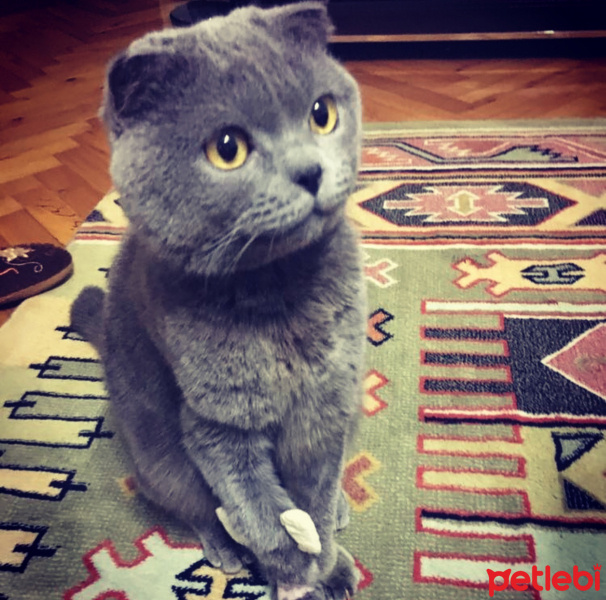 Scottish Fold, Kedi  Lokum fotoğrafı