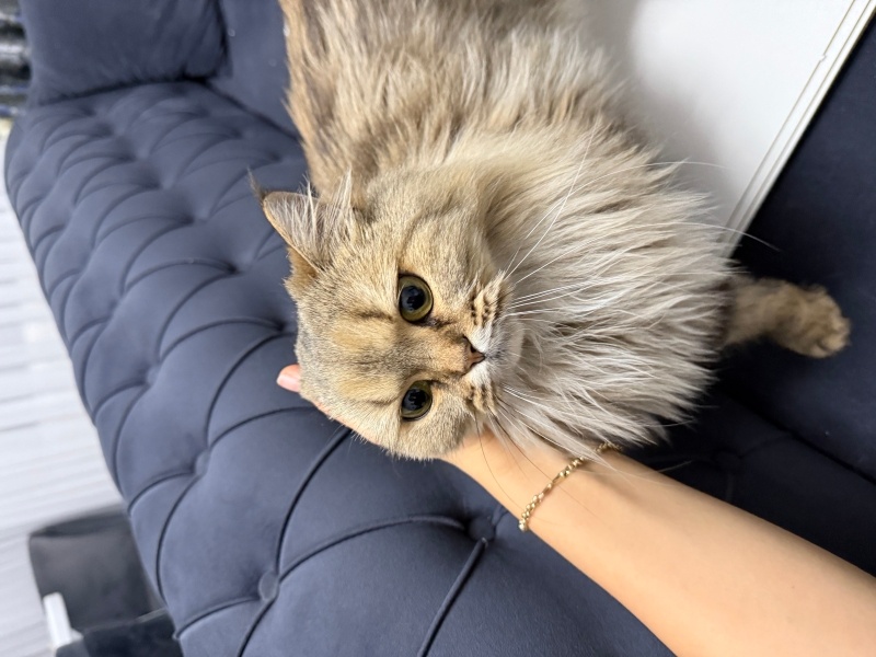 British Longhair, Kedi  Lila fotoğrafı