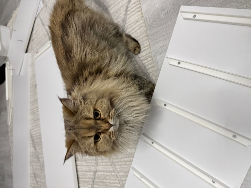 British Longhair, Kedi  Lila fotoğrafı