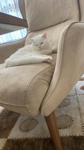 British Longhair, Kedi  Mars fotoğrafı