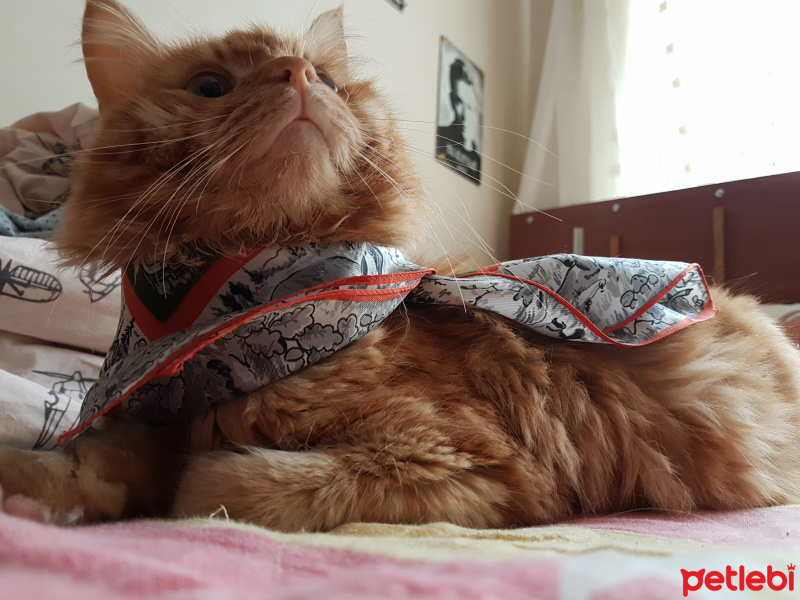 Tekir Kedi, Kedi  Rüzgar fotoğrafı