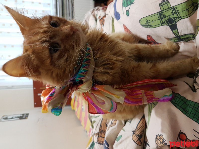 Tekir Kedi, Kedi  Rüzgar fotoğrafı