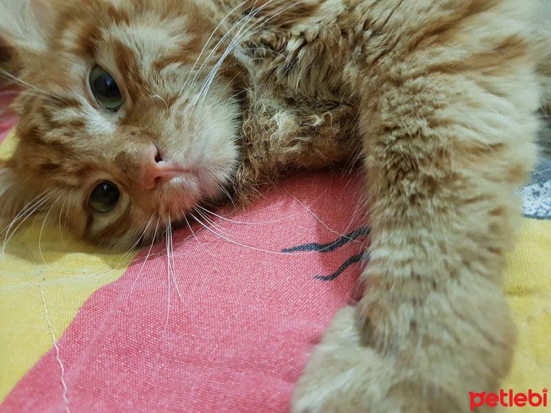 Tekir Kedi, Kedi  Rüzgar fotoğrafı