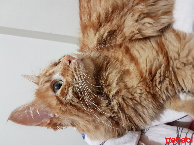 Tekir Kedi, Kedi  Rüzgar fotoğrafı