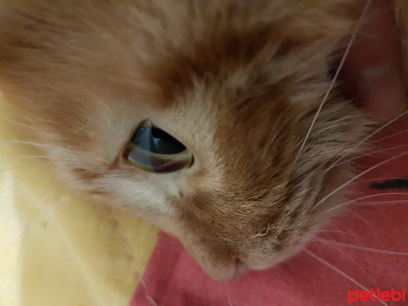 Tekir Kedi, Kedi  Rüzgar fotoğrafı