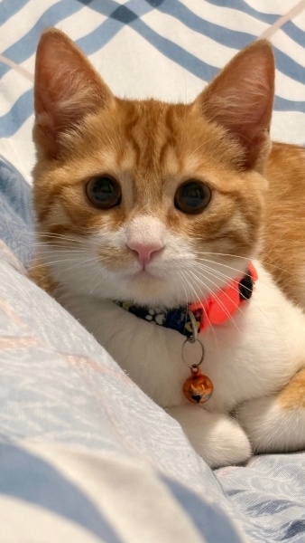 Sarman, Kedi  Mars fotoğrafı