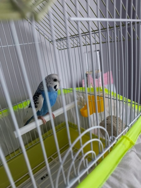 Muhabbet Kuşu, Kuş  Maya fotoğrafı