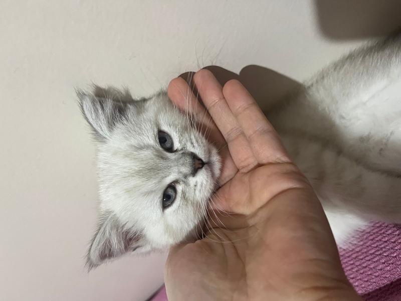 British Shorthair, Kedi  Duman fotoğrafı