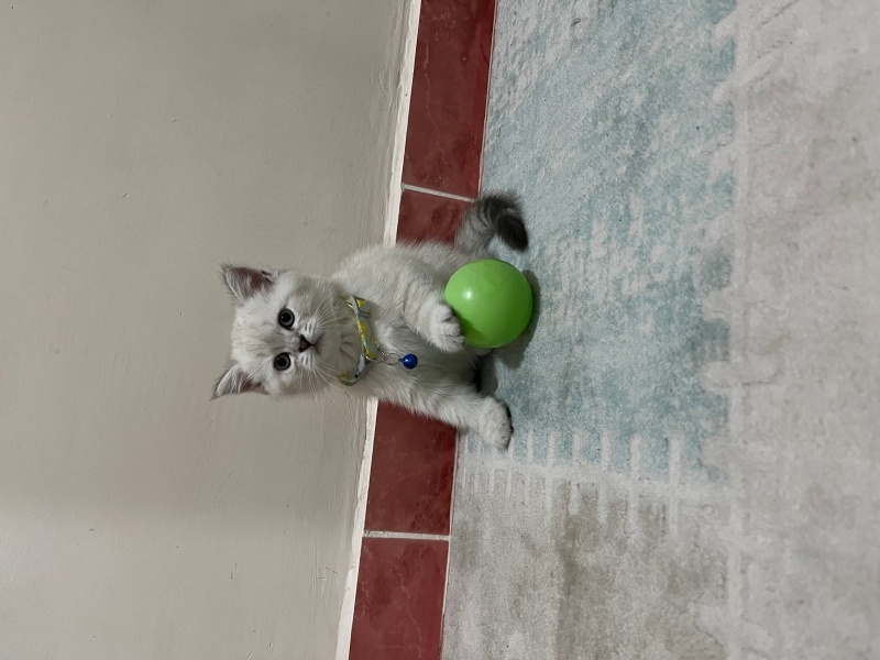 British Shorthair, Kedi  Duman fotoğrafı