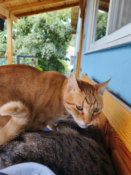 Sarman, Kedi  Güneş fotoğrafı