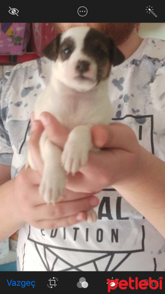Jack Russell Terrier, Köpek  Lady fotoğrafı