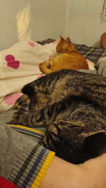 Tekir Kedi, Kedi  Gümüş fotoğrafı