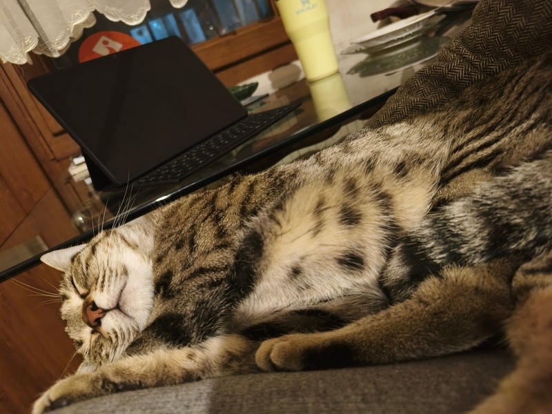 Tekir Kedi, Kedi  Pisdik fotoğrafı