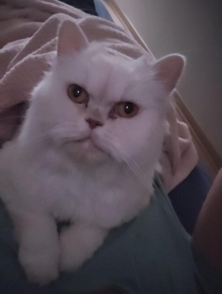 Chinchilla, Kedi  MELO fotoğrafı