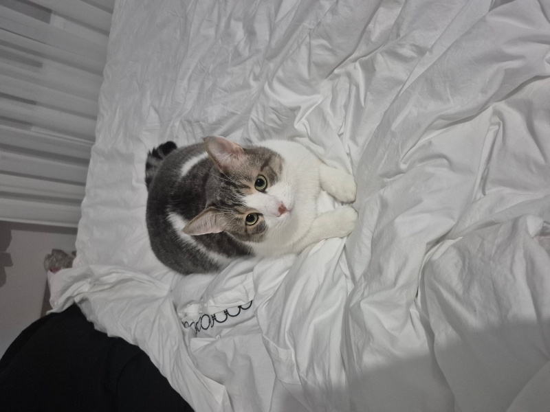 Tekir Kedi, Kedi  Alfa fotoğrafı