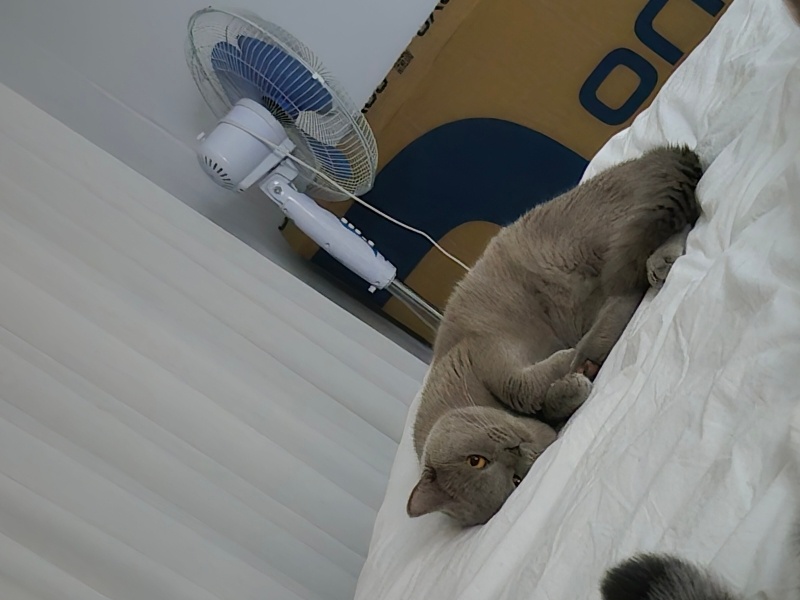 British Shorthair, Kedi  Simba fotoğrafı