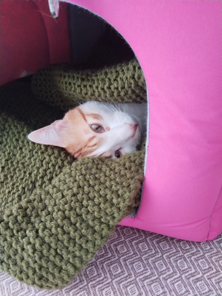 Tekir Kedi, Kedi  Susam fotoğrafı