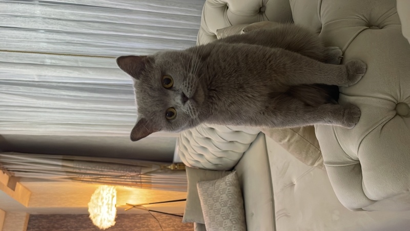British Shorthair, Kedi  Liya fotoğrafı