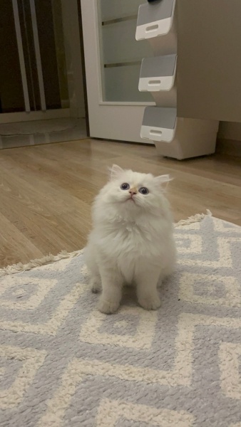 British Longhair, Kedi  British Longhair Golden Point fotoğrafı