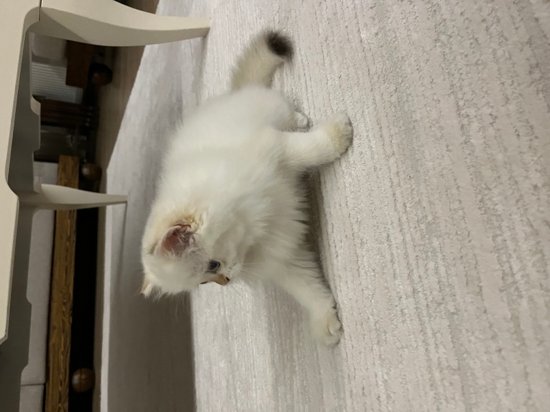 British Longhair, Kedi  British Longhair Golden Point fotoğrafı