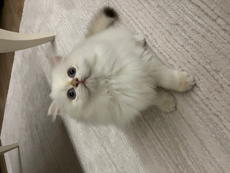 British Longhair, Kedi  British Longhair Golden Point fotoğrafı