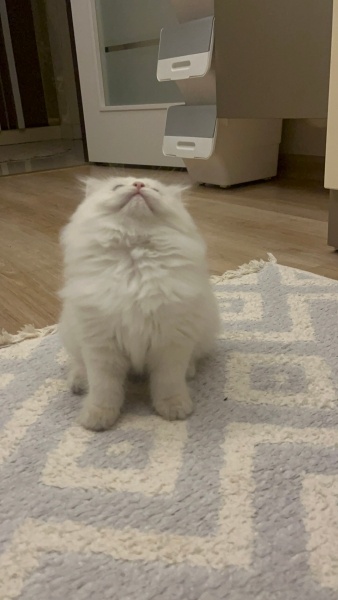 British Longhair, Kedi  British Longhair Golden Point fotoğrafı