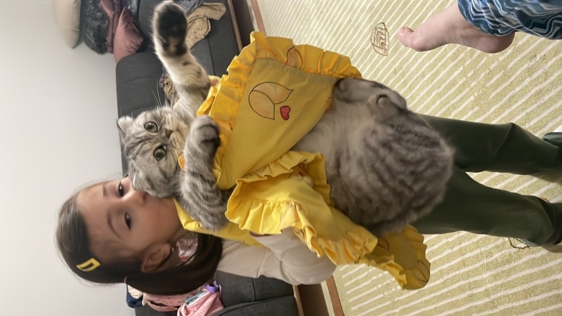 Scottish Fold, Kedi  İnci fotoğrafı