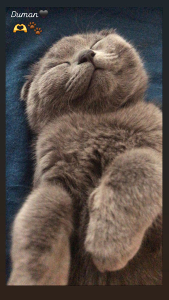 Scottish Fold, Kedi  Duman fotoğrafı