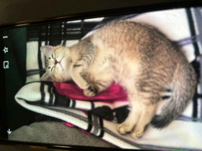 British Longhair, Kedi  reina fotoğrafı