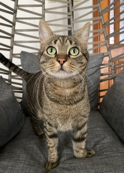 Tekir Kedi, Kedi  Freddie fotoğrafı