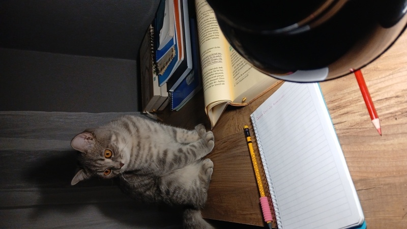 British Shorthair, Kedi  Bulut fotoğrafı