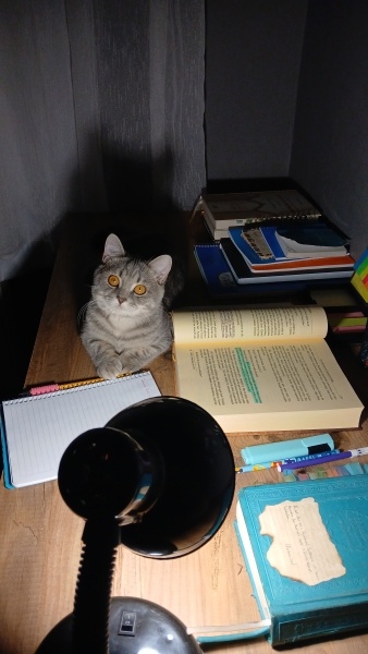 British Shorthair, Kedi  Bulut fotoğrafı