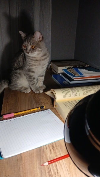 British Shorthair, Kedi  Bulut fotoğrafı
