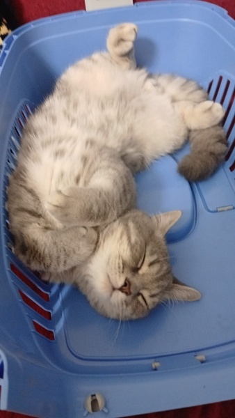 British Shorthair, Kedi  Bulut fotoğrafı