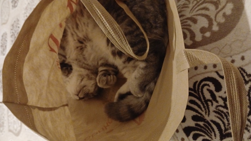 British Shorthair, Kedi  Bulut fotoğrafı