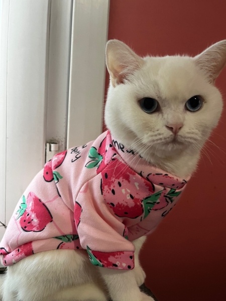 British Shorthair, Kedi  naze fotoğrafı
