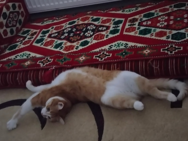 Sarman, Kedi  Şeker fotoğrafı