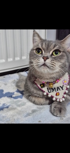 British Shorthair, Kedi  Umay fotoğrafı