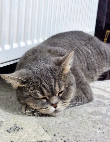 British Shorthair, Kedi  Umay fotoğrafı