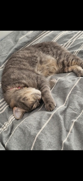 British Shorthair, Kedi  Umay fotoğrafı