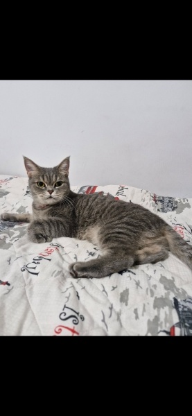 British Shorthair, Kedi  Umay fotoğrafı