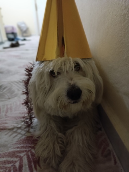 Maltese, Köpek  BADİ fotoğrafı