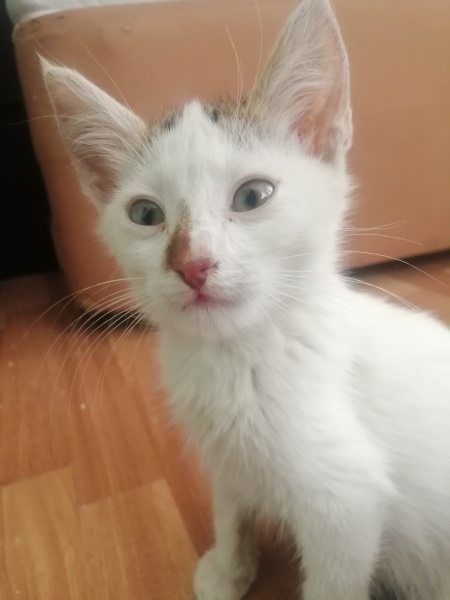 Tekir Kedi, Kedi  Naruto fotoğrafı