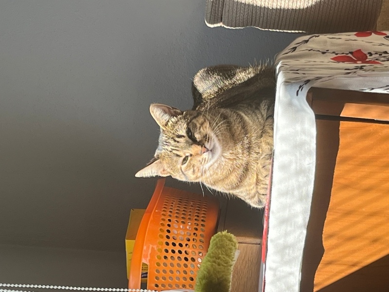 Tekir Kedi, Kedi  Alya fotoğrafı