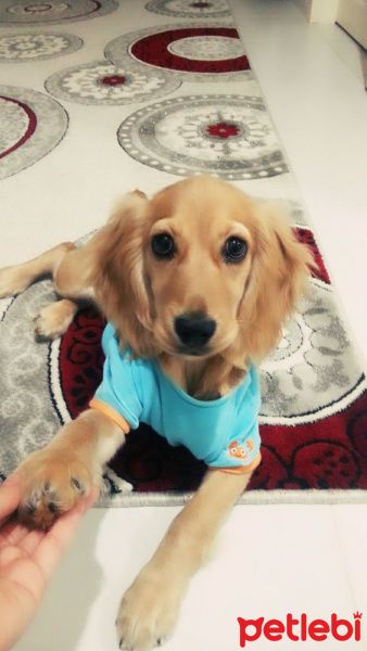 Amerikan Cocker Spaniel, Köpek  Buğbur  fotoğrafı