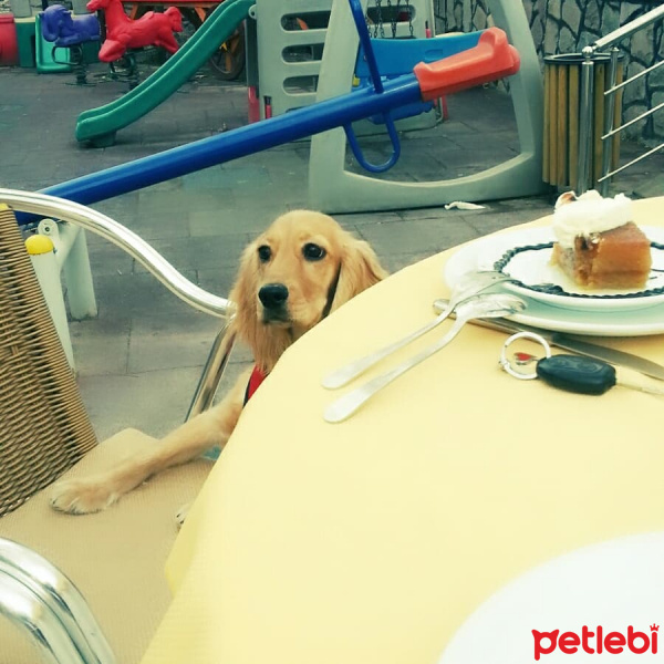 Amerikan Cocker Spaniel, Köpek  Buğbur  fotoğrafı