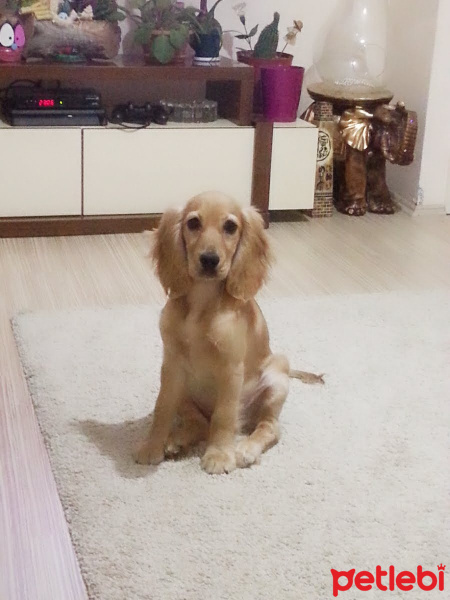 Amerikan Cocker Spaniel, Köpek  Buğbur  fotoğrafı