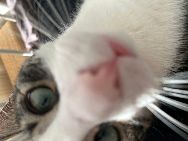 Tekir Kedi, Kedi  Balım fotoğrafı