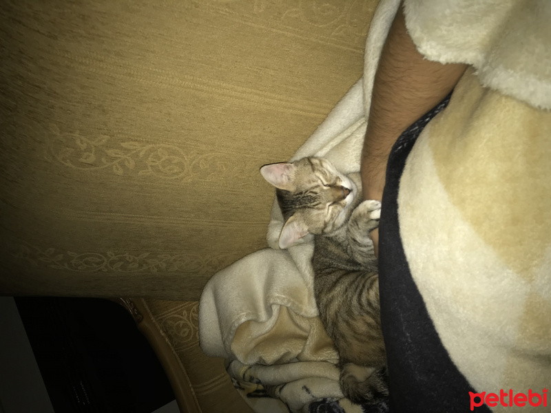 Tekir Kedi, Kedi  Minnoş fotoğrafı