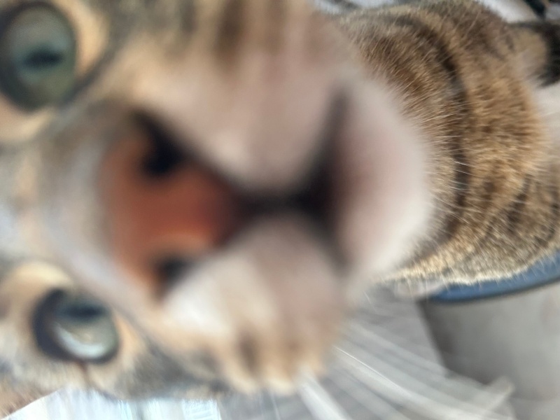 Tekir Kedi, Kedi  Gölge fotoğrafı